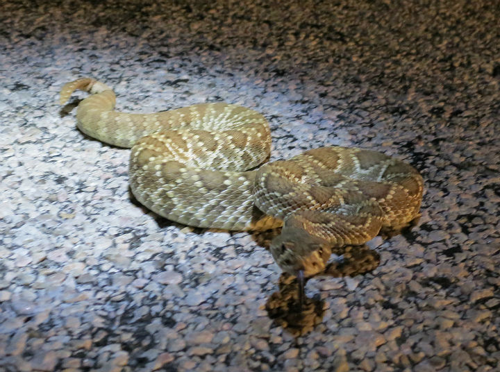 Mojave Rattlesnake